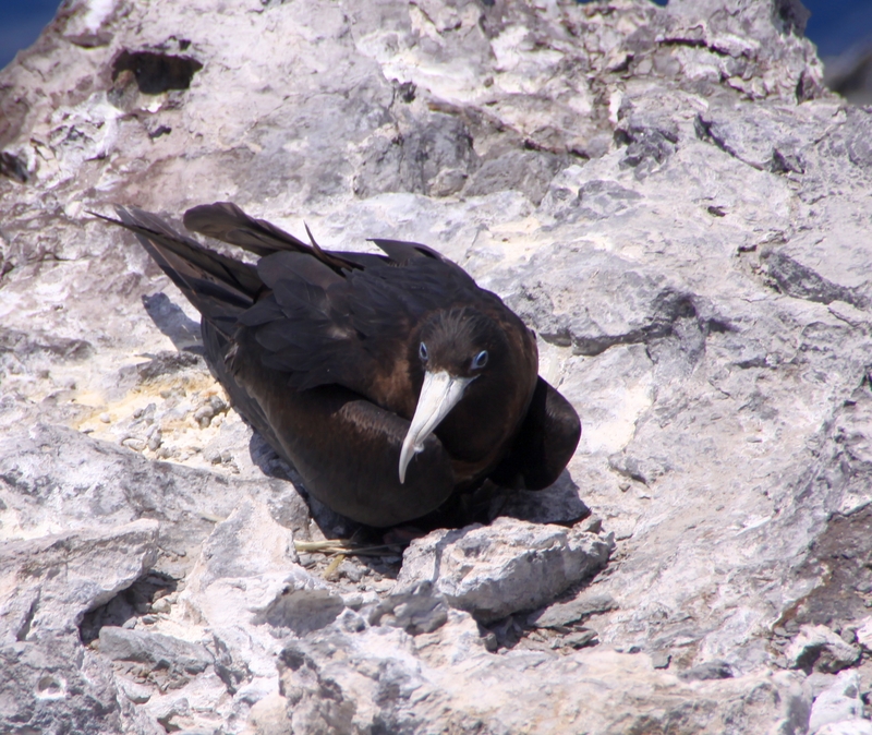 Ascension frigatebird (Fregata aquila); DISPLAY FULL IMAGE.