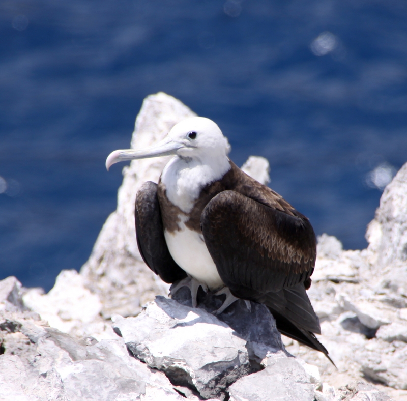 Ascension frigatebird (Fregata aquila); DISPLAY FULL IMAGE.