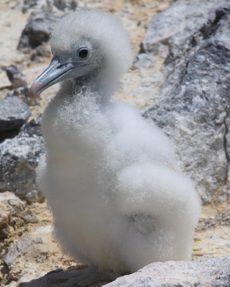 Ascension frigatebird (Fregata aquila); DISPLAY FULL IMAGE.