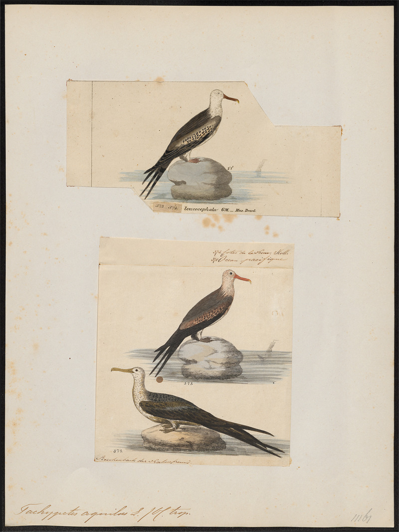 Ascension frigatebird (Fregata aquila); DISPLAY FULL IMAGE.