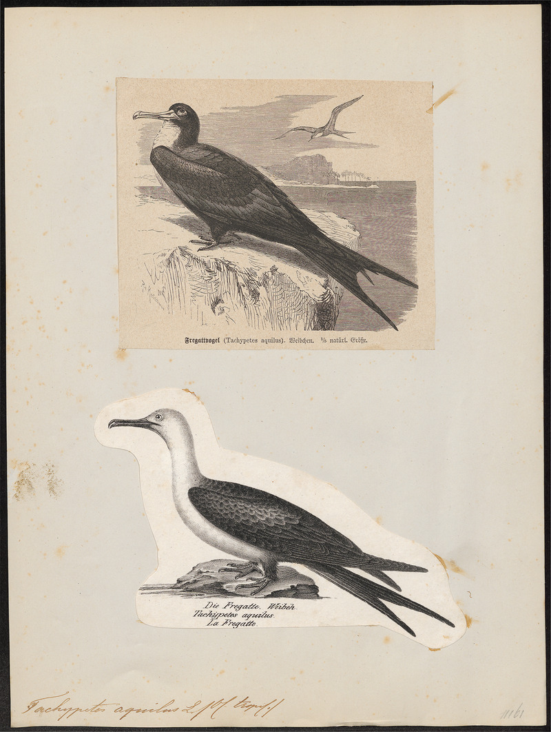 Ascension frigatebird (Fregata aquila); DISPLAY FULL IMAGE.