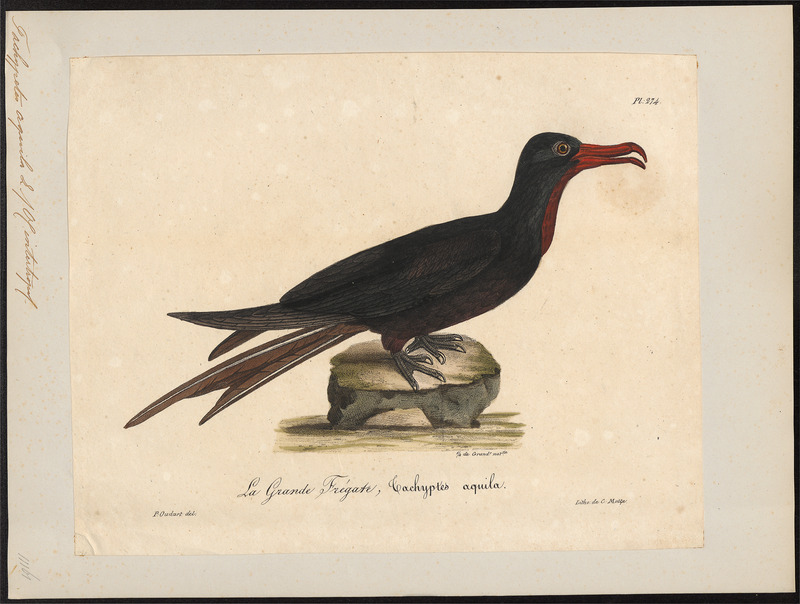 Ascension frigatebird (Fregata aquila); DISPLAY FULL IMAGE.