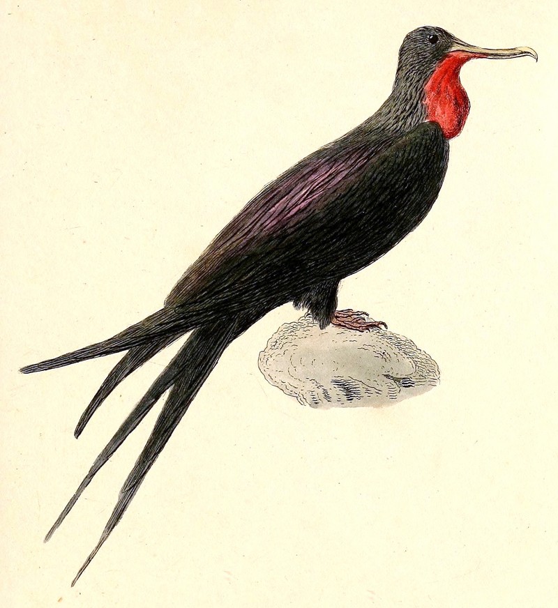 Ascension frigatebird (Fregata aquila); DISPLAY FULL IMAGE.