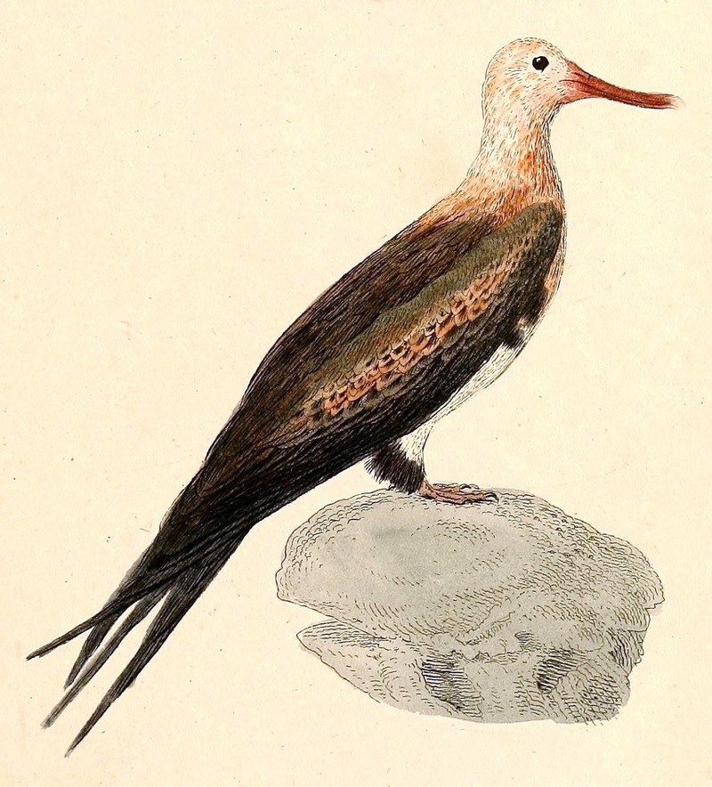 Ascension frigatebird (Fregata aquila); DISPLAY FULL IMAGE.