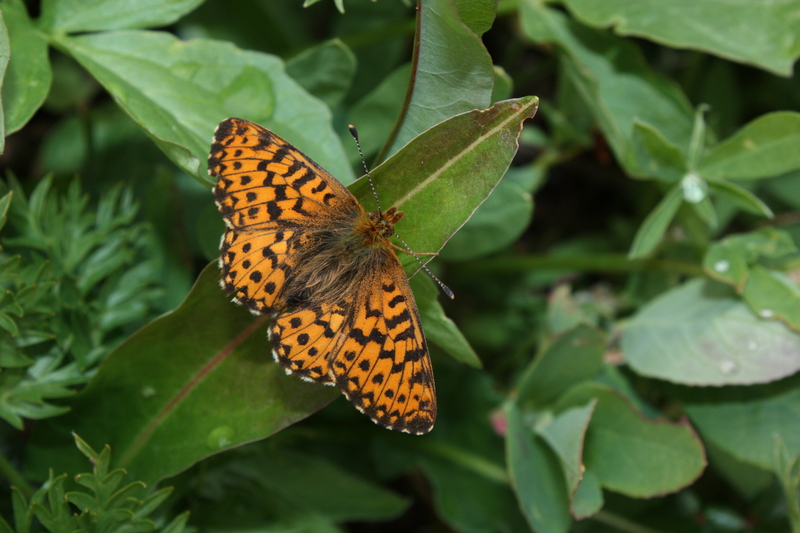 Arctic fritillary, purplish fritillary (Boloria chariclea); DISPLAY FULL IMAGE.