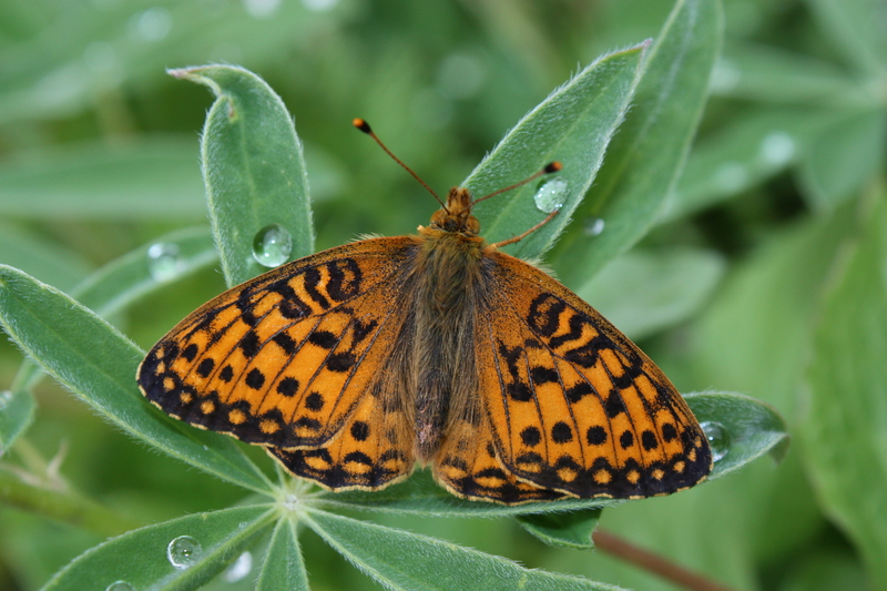 Arctic fritillary, purplish fritillary (Boloria chariclea); DISPLAY FULL IMAGE.