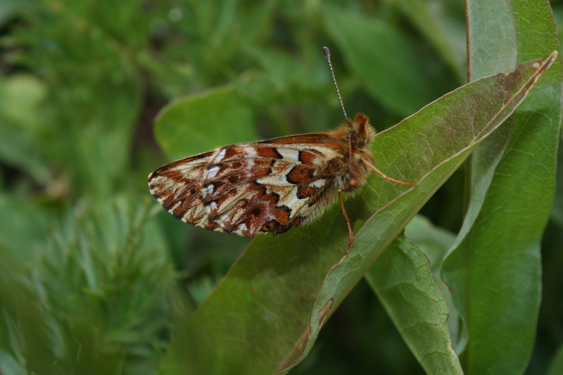 Arctic fritillary, purplish fritillary (Boloria chariclea); DISPLAY FULL IMAGE.