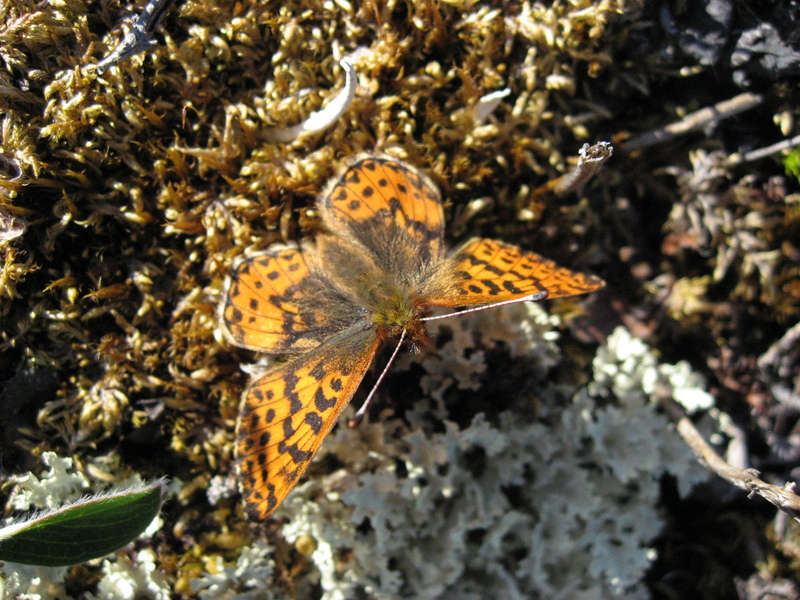 Arctic fritillary, purplish fritillary (Boloria chariclea); DISPLAY FULL IMAGE.