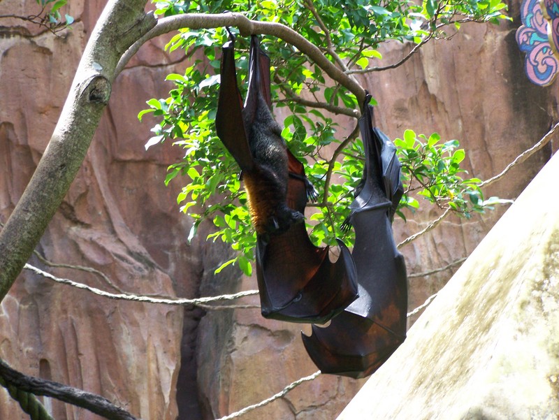 Rodrigues flying fox, Rodrigues fruit bat (Pteropus rodricensis); DISPLAY FULL IMAGE.