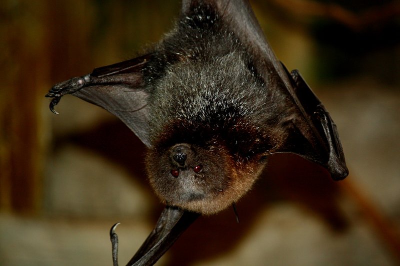 Rodrigues flying fox, Rodrigues fruit bat (Pteropus rodricensis); DISPLAY FULL IMAGE.