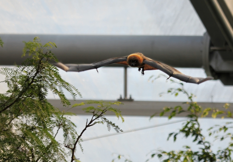 Rodrigues flying fox, Rodrigues fruit bat (Pteropus rodricensis); DISPLAY FULL IMAGE.