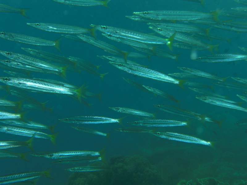 pickhandle barracuda (Sphyraena jello); DISPLAY FULL IMAGE.