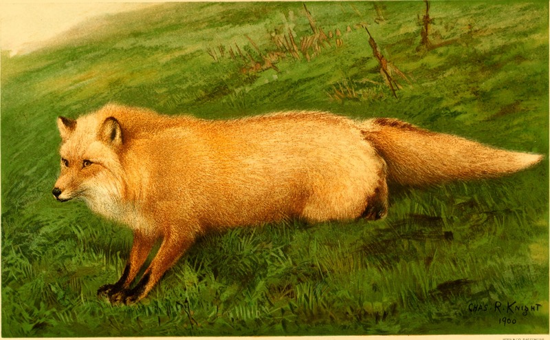 red fox (Vulpes vulpes); DISPLAY FULL IMAGE.