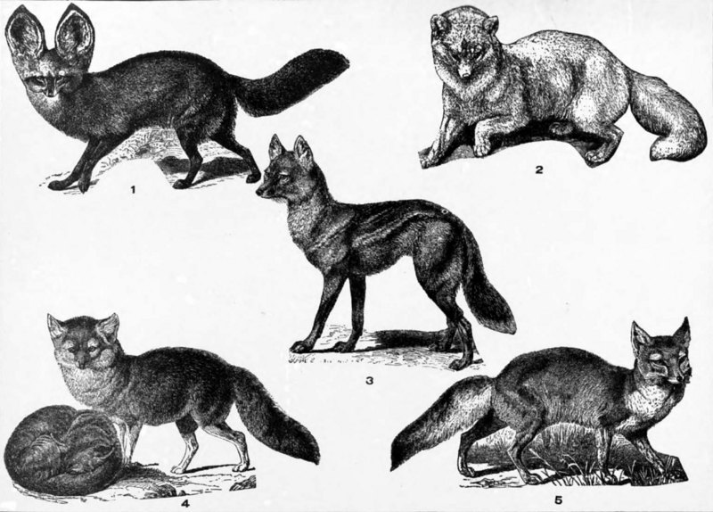 Foxes: Cape fox (Vulpes chama), Arctic fox (Vulpes lagopus), side-striped jackal (Canis adustus), silver fox or red fox (Vulpes vulpes), corsac fox (Vulpes corsac); DISPLAY FULL IMAGE.