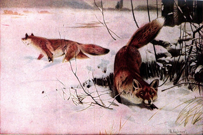 red fox (Vulpes vulpes); DISPLAY FULL IMAGE.