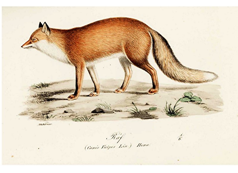 red fox (Vulpes vulpes); DISPLAY FULL IMAGE.