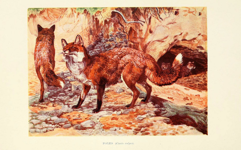 red fox (Vulpes vulpes); DISPLAY FULL IMAGE.