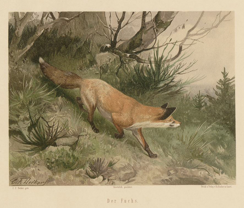 red fox (Vulpes vulpes); DISPLAY FULL IMAGE.