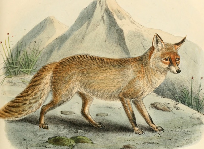 red fox (Vulpes vulpes); DISPLAY FULL IMAGE.
