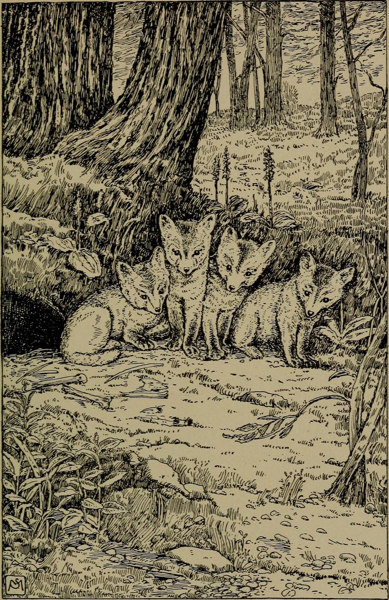 red fox (Vulpes vulpes); DISPLAY FULL IMAGE.