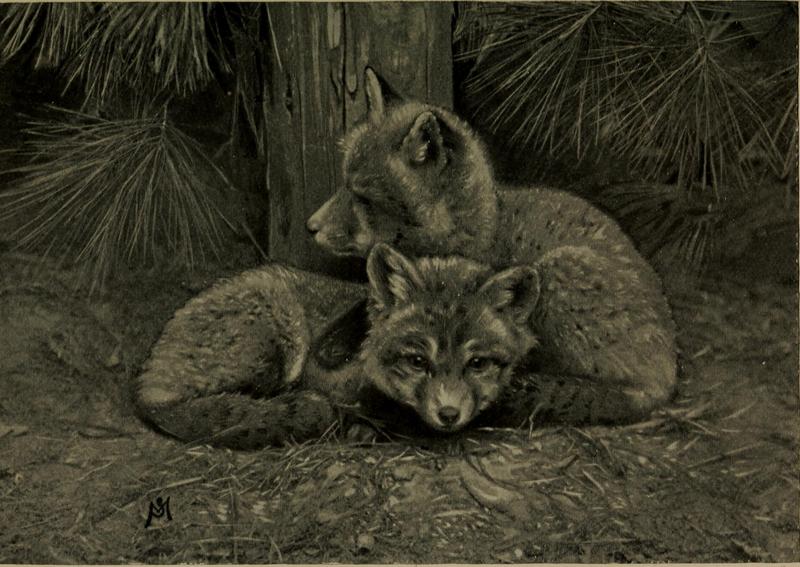 red fox (Vulpes vulpes); DISPLAY FULL IMAGE.