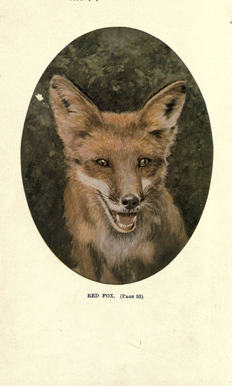 red fox (Vulpes vulpes); DISPLAY FULL IMAGE.