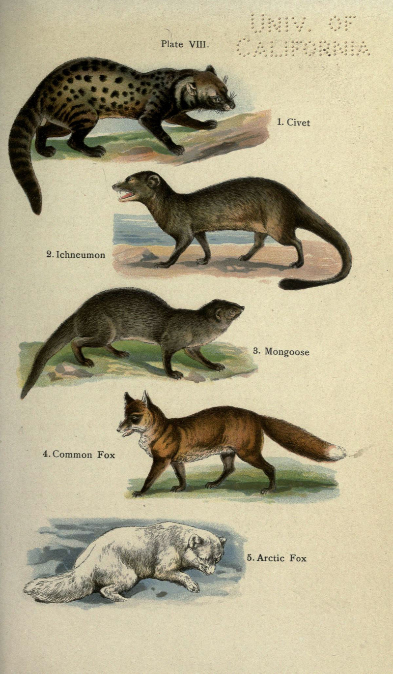 Asian palm civet (Paradoxurus hermaphroditus), Egyptian mongoose (Herpestes ichneumon), Indian grey mongoose  (Herpestes edwardsii), red fox or common fox (Vulpes vulpes), Arctic fox (Vulpes lagopus); DISPLAY FULL IMAGE.