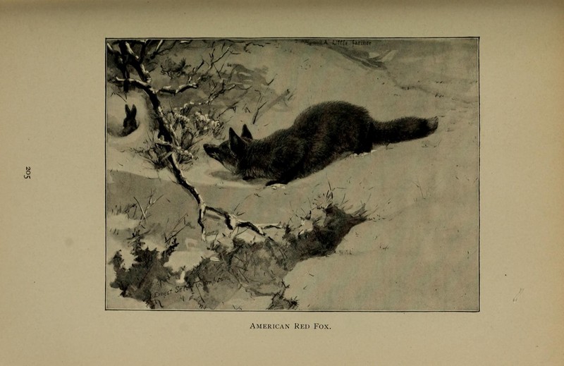 red fox (Vulpes vulpes); DISPLAY FULL IMAGE.