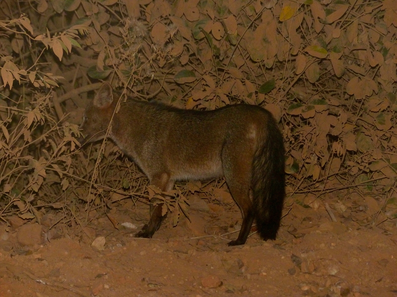 crab-eating fox (Cerdocyon thous); DISPLAY FULL IMAGE.