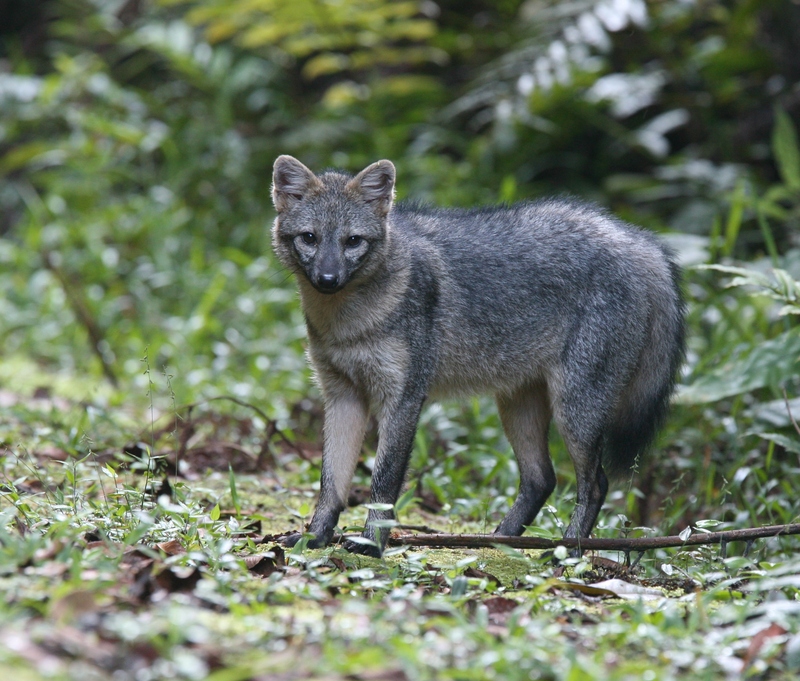 crab-eating fox (Cerdocyon thous); DISPLAY FULL IMAGE.