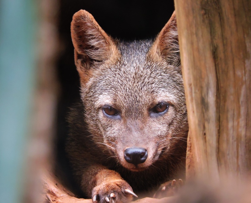 crab-eating fox (Cerdocyon thous); DISPLAY FULL IMAGE.