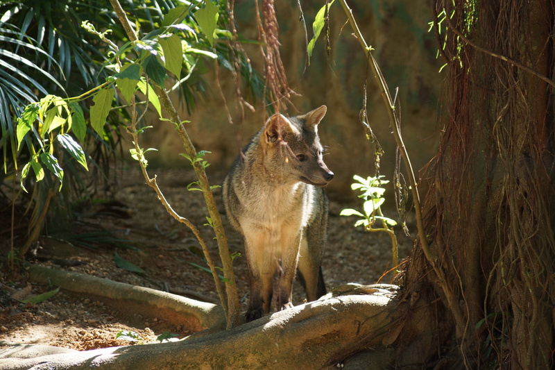 crab-eating fox (Cerdocyon thous); DISPLAY FULL IMAGE.