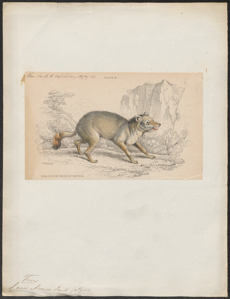 crab-eating fox (Cerdocyon thous); DISPLAY FULL IMAGE.