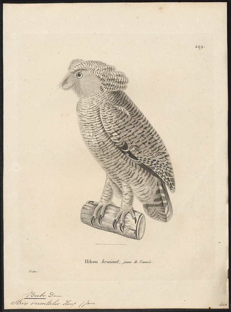 barred eagle-owl (Bubo sumatranus); DISPLAY FULL IMAGE.