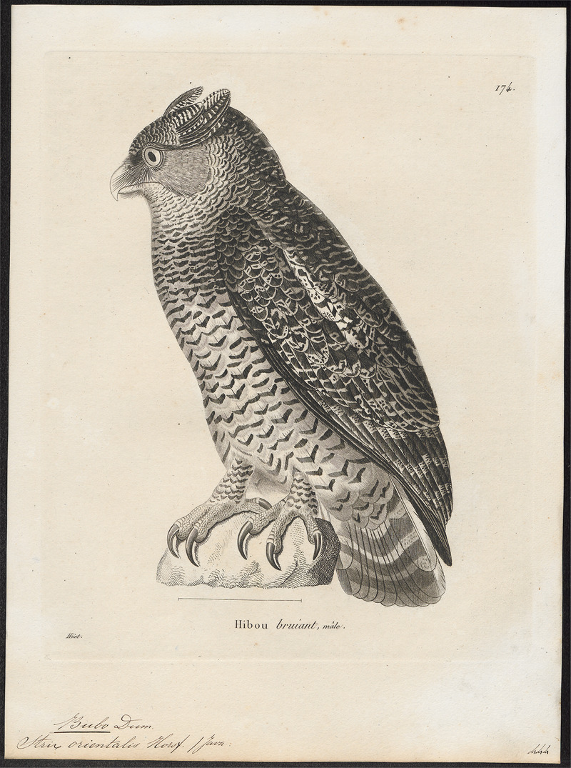 barred eagle-owl (Bubo sumatranus); DISPLAY FULL IMAGE.