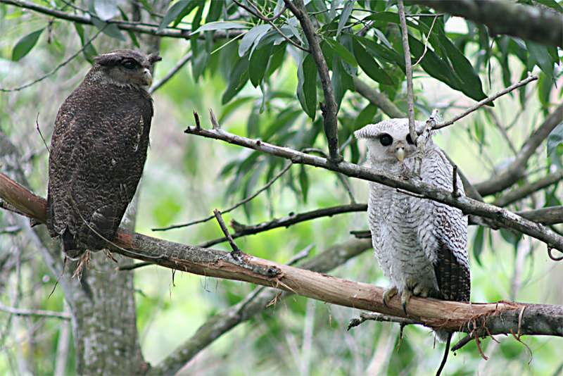 barred eagle-owl (Bubo sumatranus); DISPLAY FULL IMAGE.