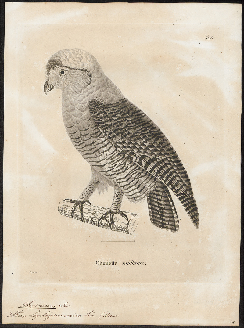 brown wood owl (Strix leptogrammica); DISPLAY FULL IMAGE.