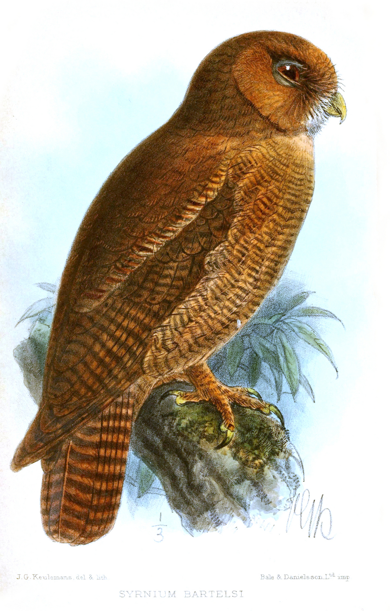 brown wood owl (Strix leptogrammica); DISPLAY FULL IMAGE.