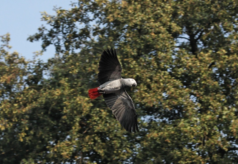 African grey parrot (Psittacus erithacus); DISPLAY FULL IMAGE.