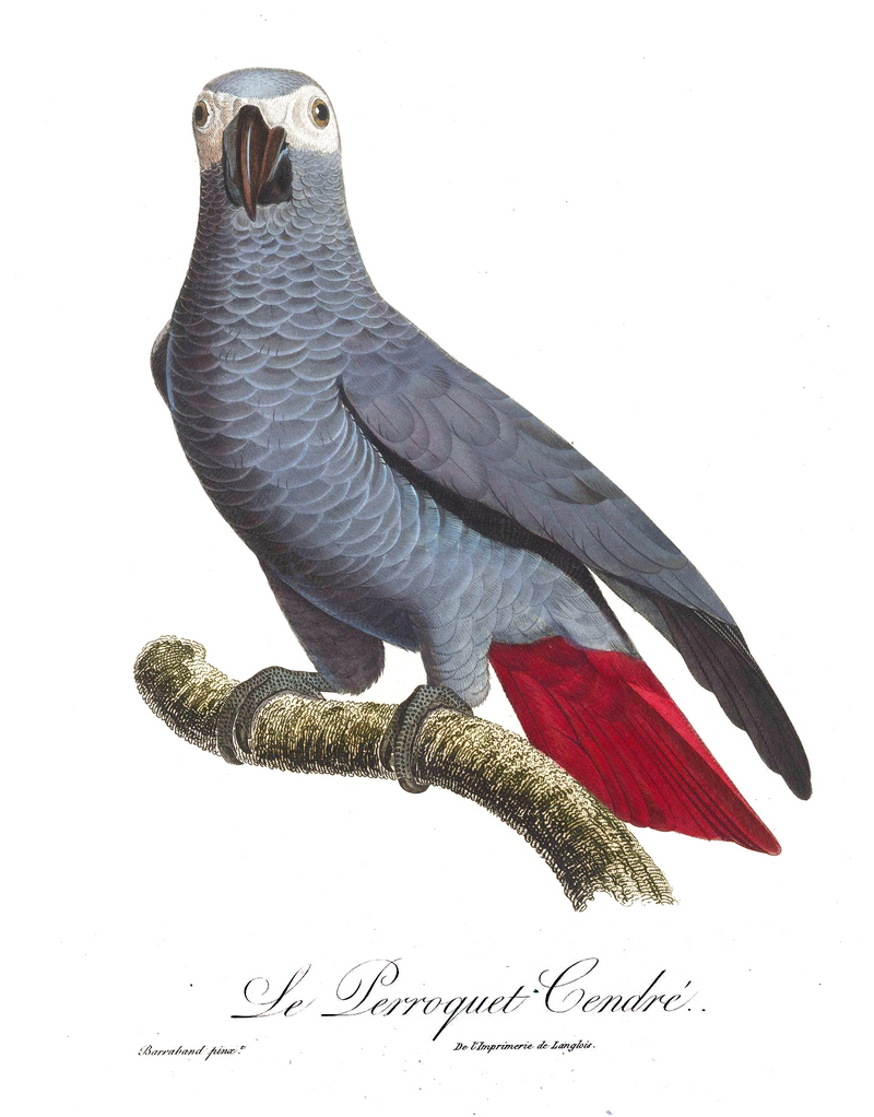 African grey parrot (Psittacus erithacus); DISPLAY FULL IMAGE.