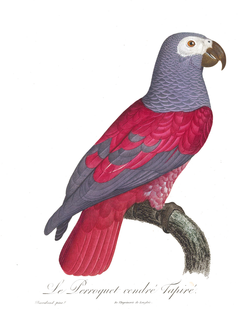 African grey parrot (Psittacus erithacus); DISPLAY FULL IMAGE.