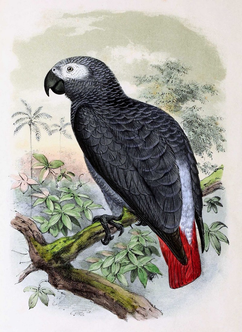 African grey parrot (Psittacus erithacus); DISPLAY FULL IMAGE.