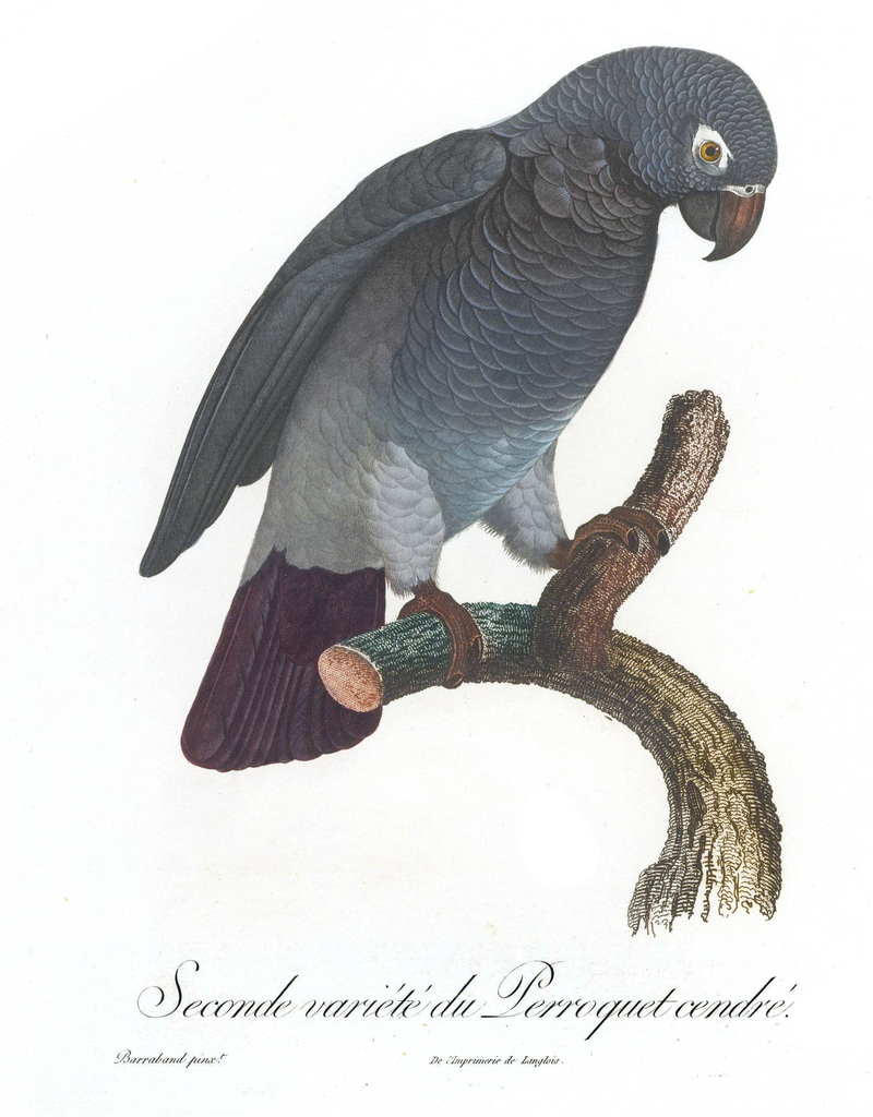 Timneh parrot (Psittacus timneh); DISPLAY FULL IMAGE.
