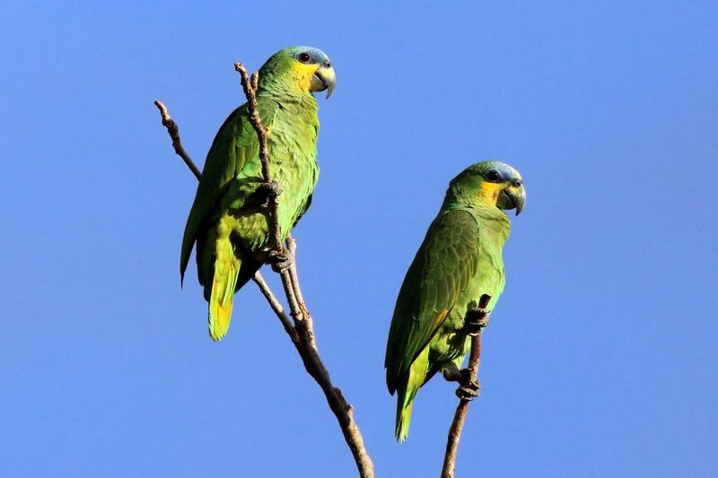 orange-winged amazon (Amazona amazonica); DISPLAY FULL IMAGE.