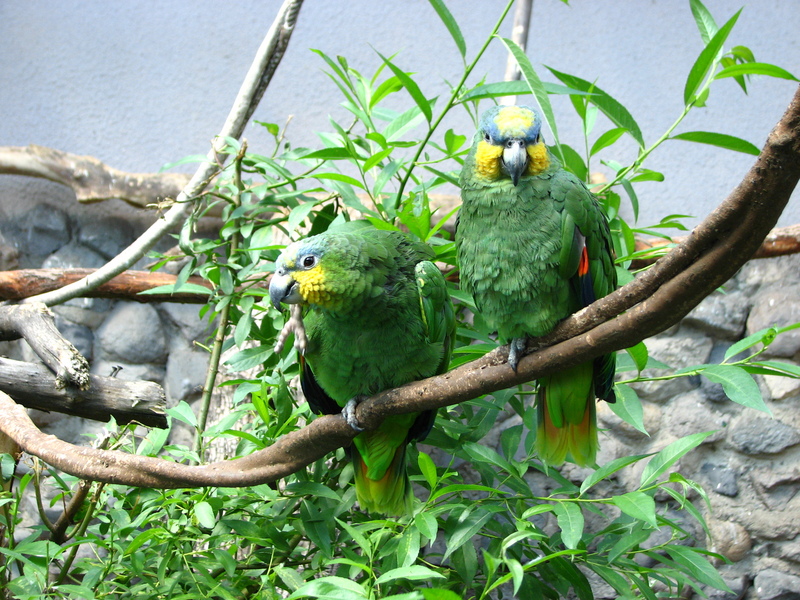 orange-winged amazon (Amazona amazonica); DISPLAY FULL IMAGE.