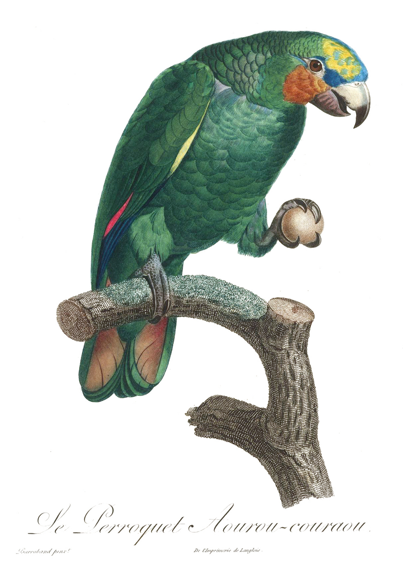 orange-winged amazon (Amazona amazonica); DISPLAY FULL IMAGE.