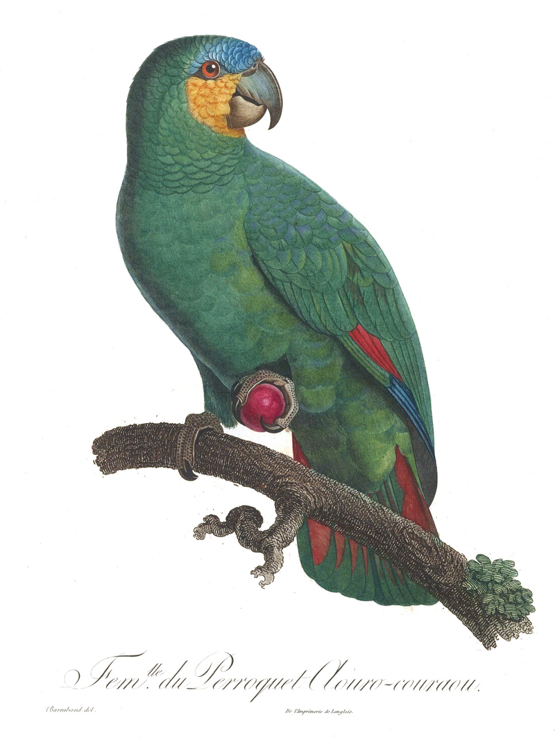 orange-winged amazon (Amazona amazonica); DISPLAY FULL IMAGE.