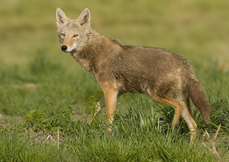 coyote (Canis latrans); DISPLAY FULL IMAGE.