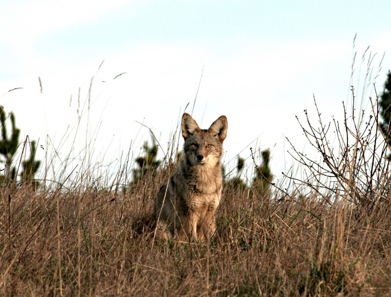 coyote (Canis latrans); DISPLAY FULL IMAGE.