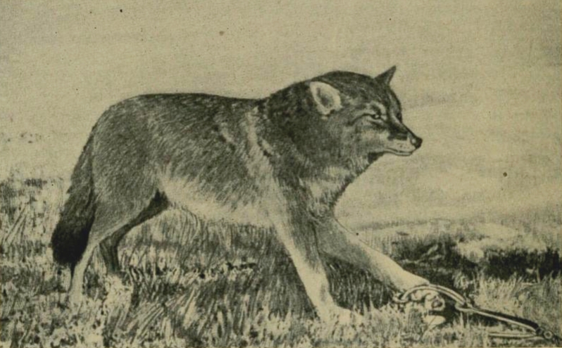 coyote (Canis latrans); DISPLAY FULL IMAGE.
